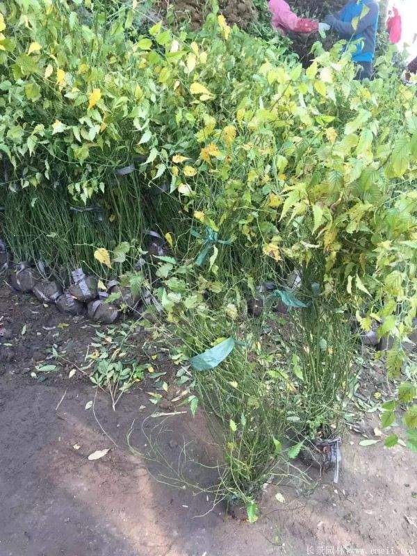 棣棠花产地 棣棠花产地