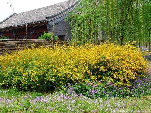 丛生棣棠花