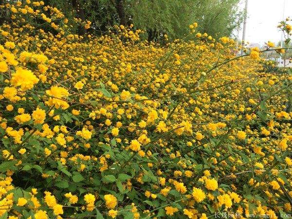 丛生棣棠花