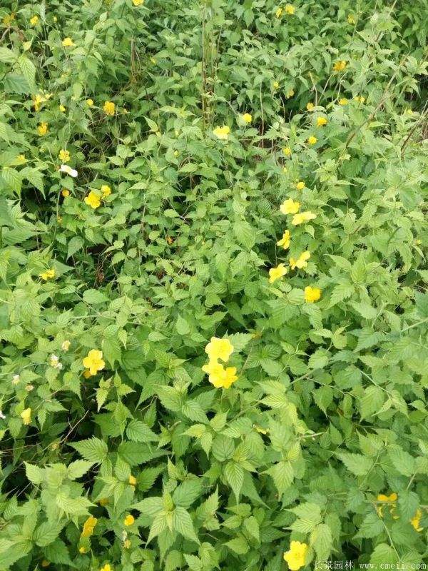 棣棠花多少钱 棣棠花多少钱