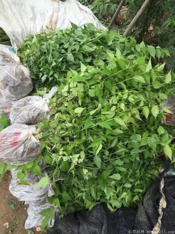 棣棠花多少钱 棣棠花多少钱