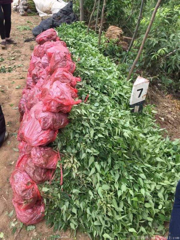 沭阳棣棠花 沭阳棣棠花