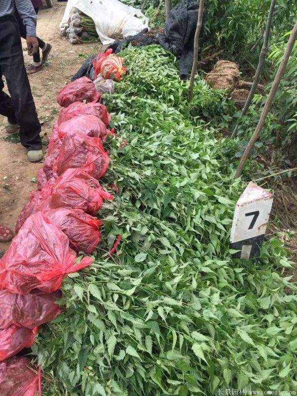 沭阳棣棠花 沭阳棣棠花