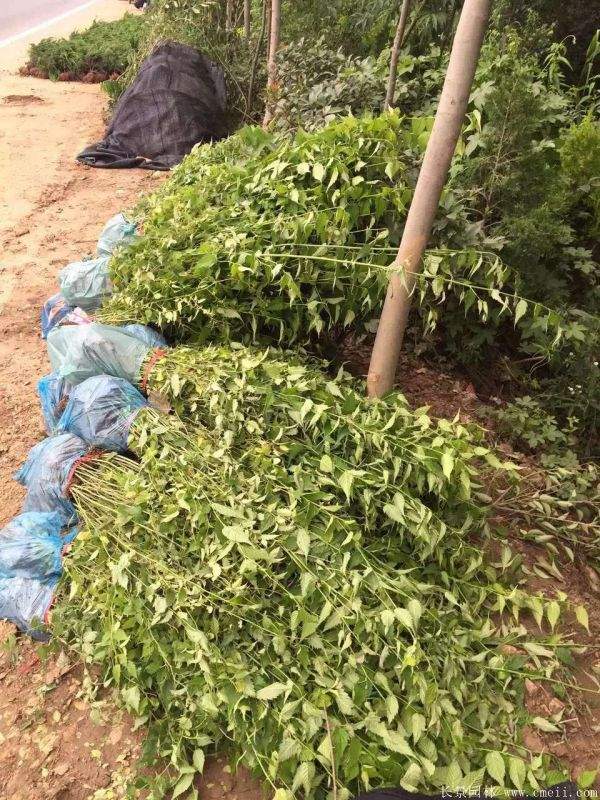 江苏棣棠花价格 江苏棣棠花价格