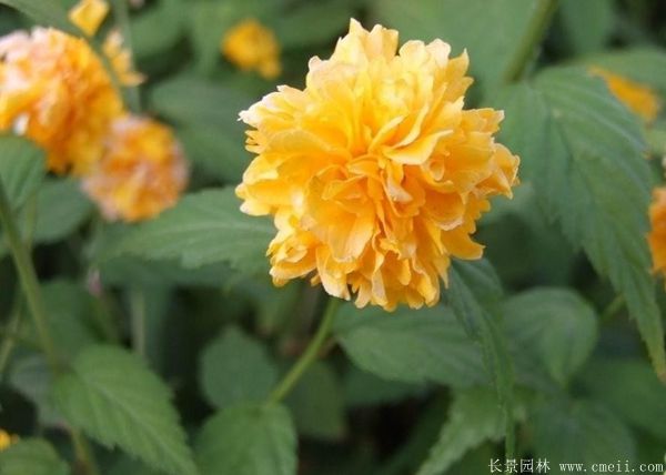 沭阳棣棠花 沭阳棣棠花
