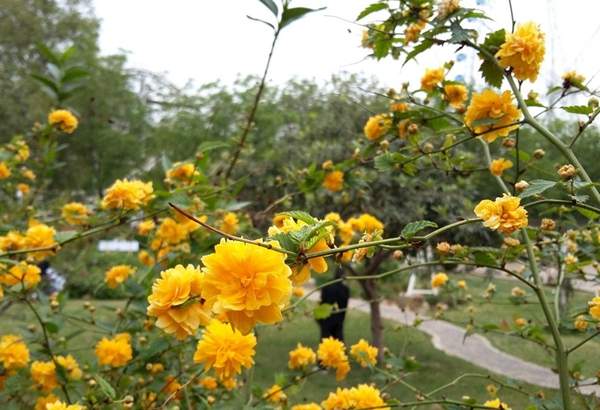 沭阳棣棠花 沭阳棣棠花