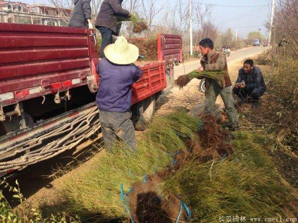 沭阳单重瓣棣棠花价格