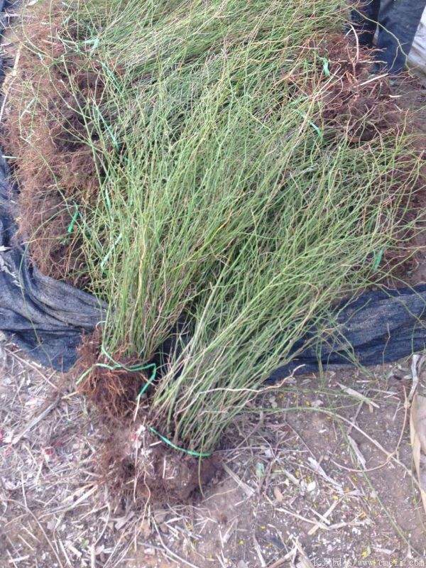 沭阳单重瓣棣棠花价格 沭阳单重瓣棣棠花价格