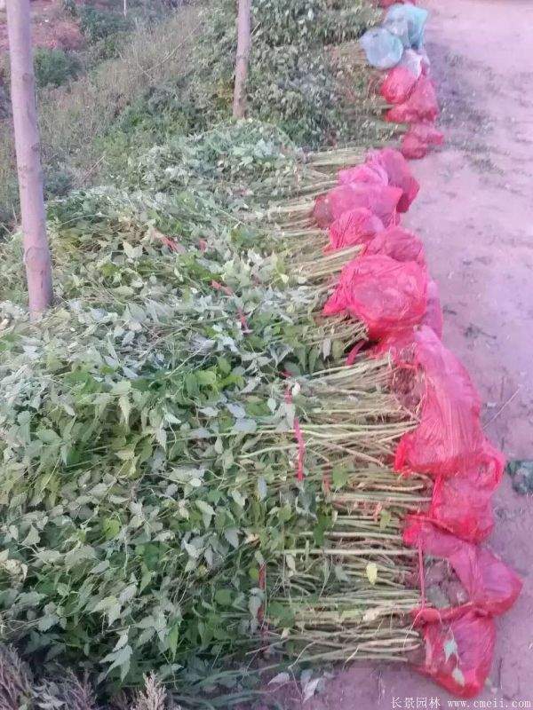 优质精品棣棠花 优质精品棣棠花