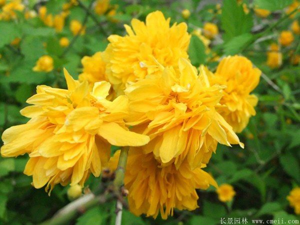 沭阳棣棠花 沭阳棣棠花