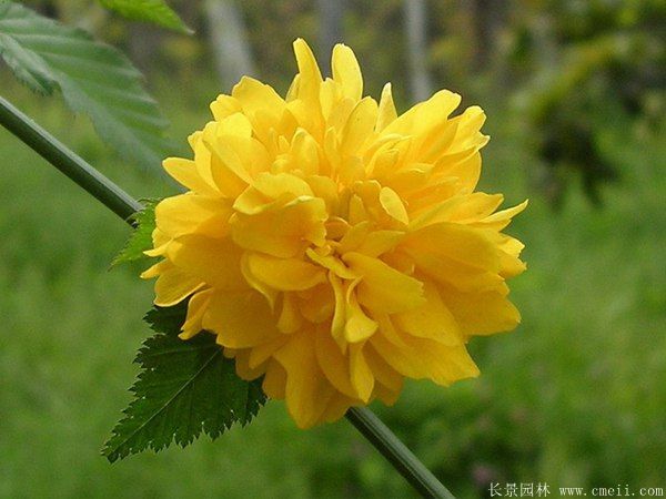 沭阳棣棠花 沭阳棣棠花