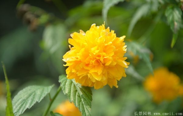 重瓣的棣棠 重瓣的棣棠