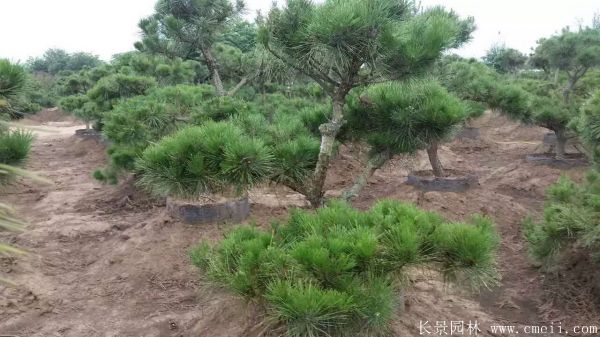 沭阳精品黑松 沭阳精品黑松