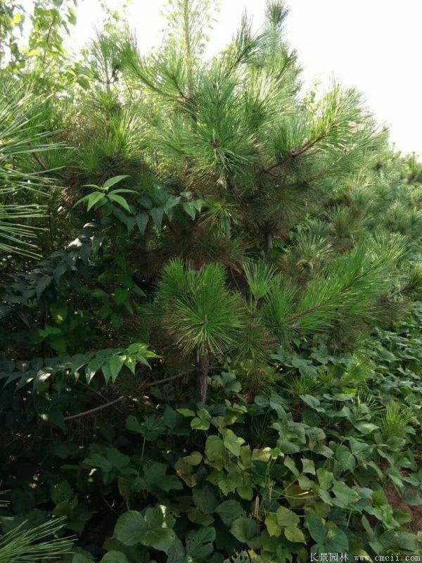沭阳精品黑松 沭阳精品黑松
