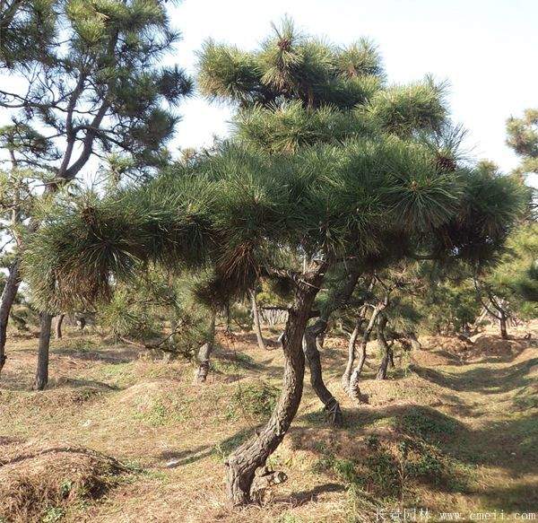 沭阳黑松 沭阳黑松