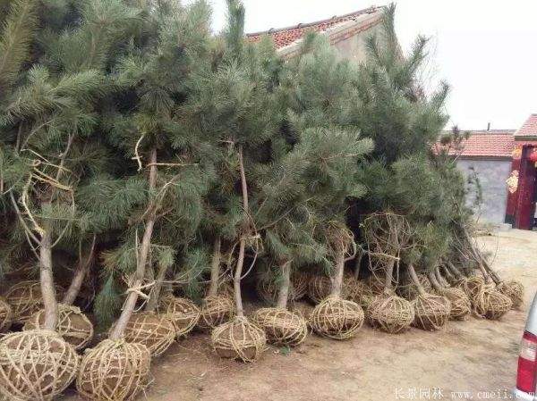 沭阳黑松 沭阳黑松