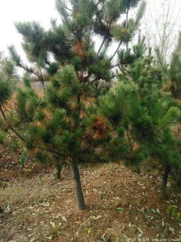沭阳黑松 沭阳黑松