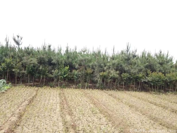 沭阳黑松基地 沭阳黑松基地