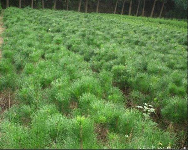 优质黑松树 优质黑松树