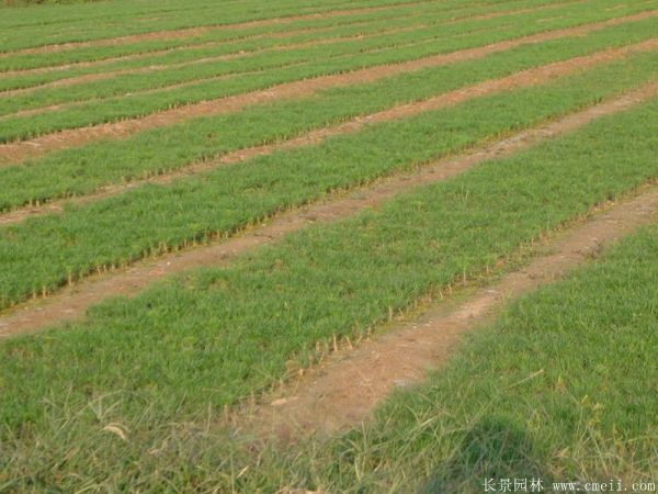 沭阳黑松 沭阳黑松