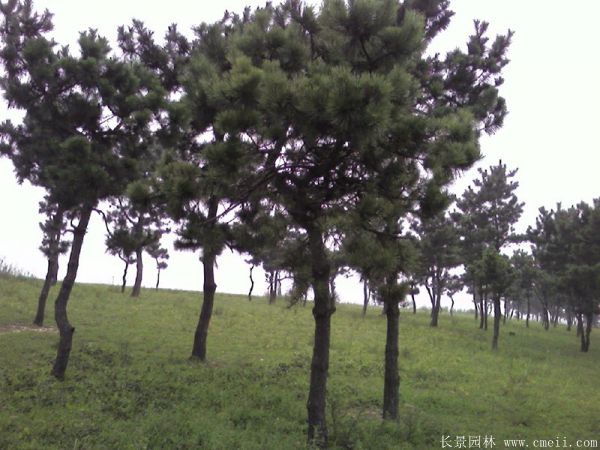 沭阳黑松的价格 沭阳黑松的价格