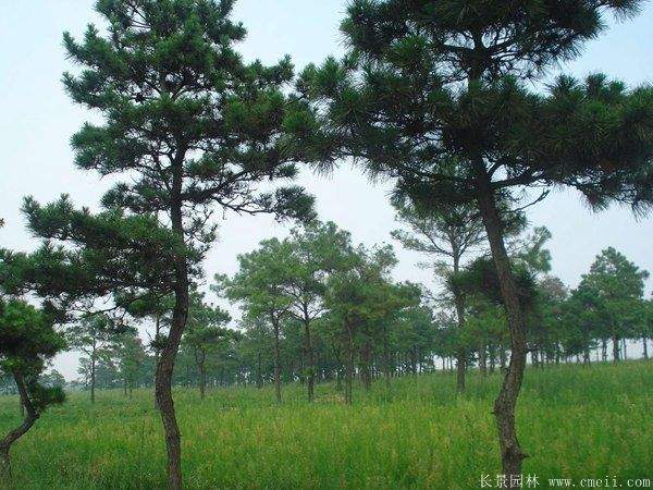 沭阳黑松的价格 沭阳黑松的价格