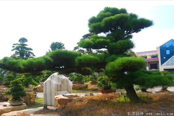沭阳黑松造型