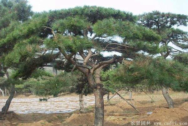沭阳黑松造型