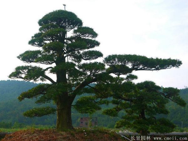沭阳黑松造型