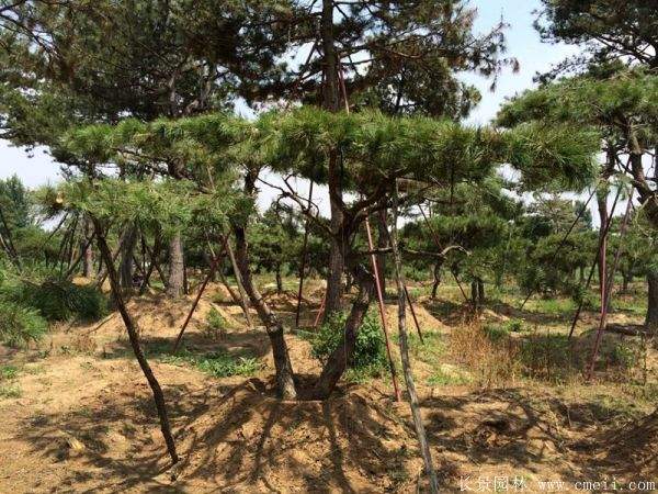 沭阳黑松造型