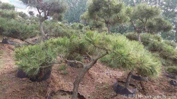 沭阳黑松造型