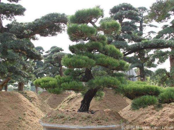 沭阳黑松造型