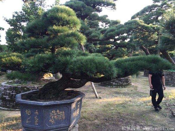 沭阳黑松造型