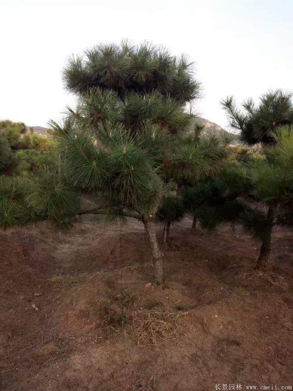 沭阳黑松的优势