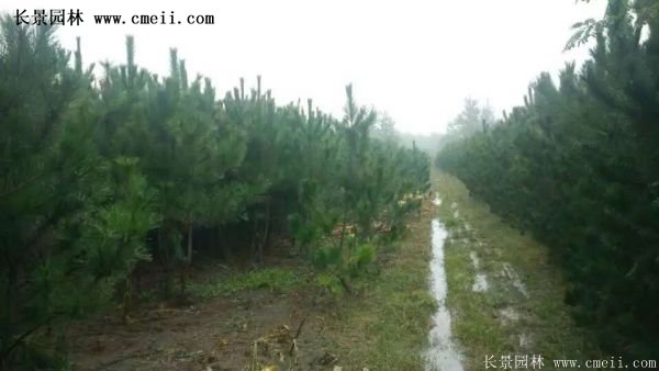 沭阳黑松苗、黑松树 沭阳黑松苗、黑松树
