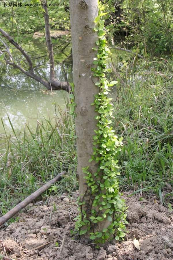 小叶扶芳藤 小叶扶芳藤