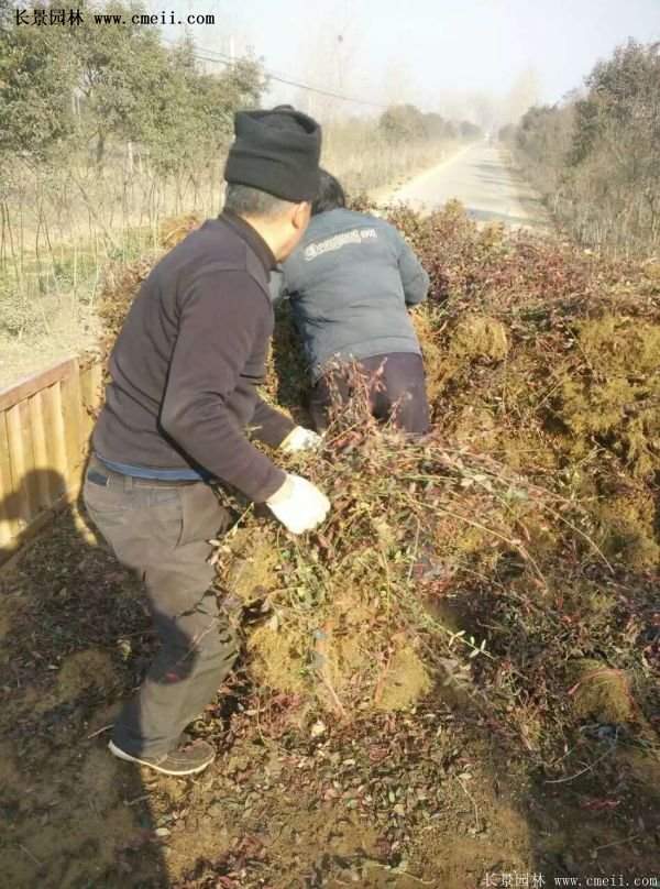 沭阳速生扶芳藤 沭阳速生扶芳藤