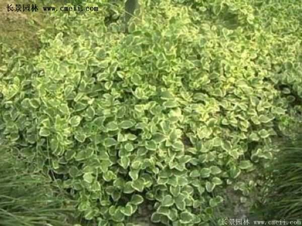金边扶芳藤 金边扶芳藤