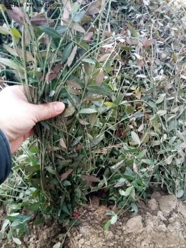沭阳低价扶芳藤 沭阳低价扶芳藤