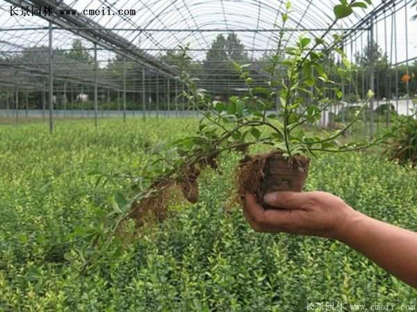 2016扶芳藤多少钱一棵 2016扶芳藤多少钱一棵