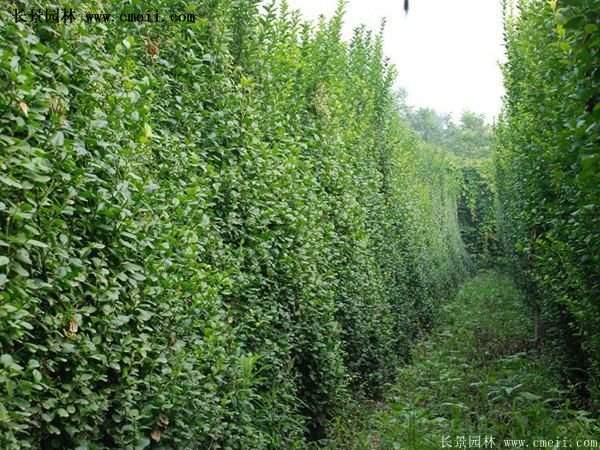 2016扶芳藤多少钱一棵 2016扶芳藤多少钱一棵