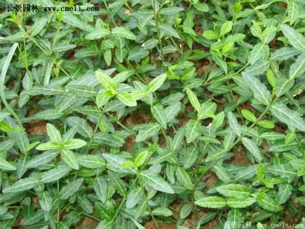 2016扶芳藤多少钱一棵 2016扶芳藤多少钱一棵