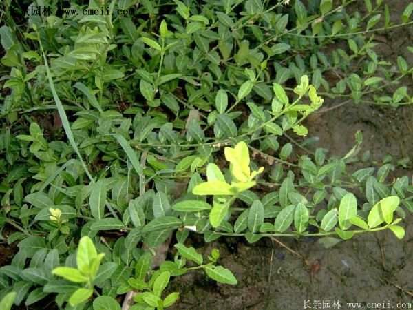2016扶芳藤多少钱一棵 2016扶芳藤多少钱一棵