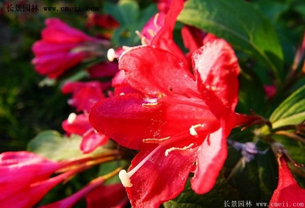 红王子锦带修剪方法 红王子锦带修剪方法