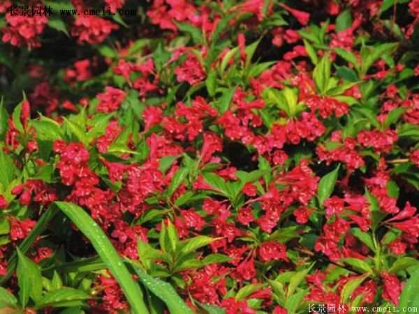 沭阳红王子锦带花 沭阳红王子锦带花