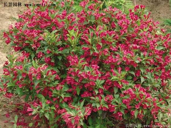 沭阳红王子锦带花 沭阳红王子锦带花