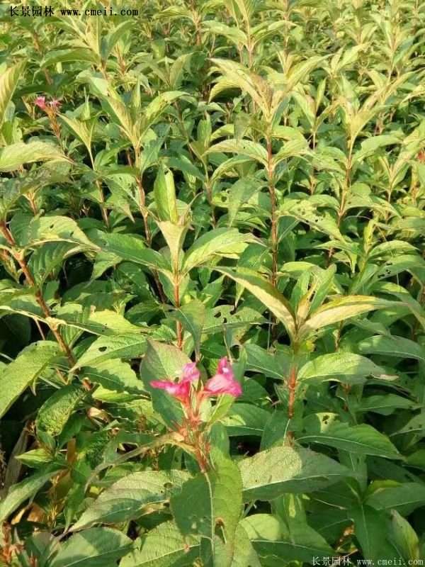 沭阳红王子锦带花 沭阳红王子锦带花