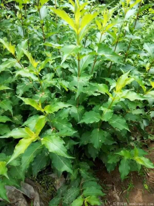 沭阳红王子锦带花 沭阳红王子锦带花