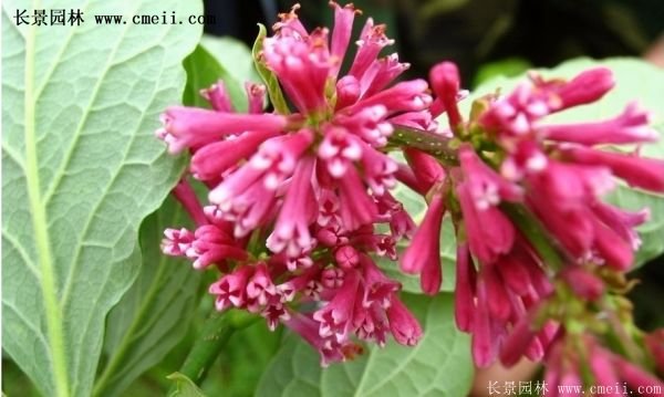 沭阳红王子锦带花 沭阳红王子锦带花
