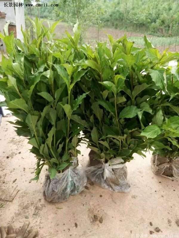 红王子锦带规格 红王子锦带规格
